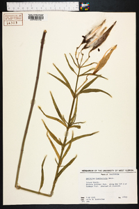 Asclepias fascicularis image