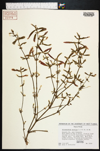 Alternanthera sessilis image