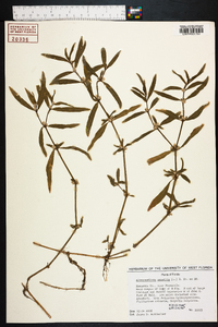 Alternanthera sessilis image