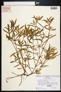 Alternanthera sessilis image