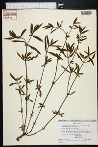 Alternanthera sessilis image