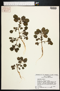 Amaranthus blitum image