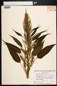 Amaranthus australis image