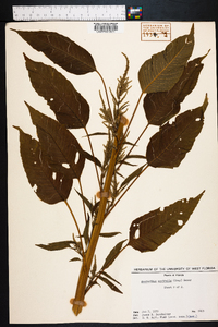 Amaranthus australis image