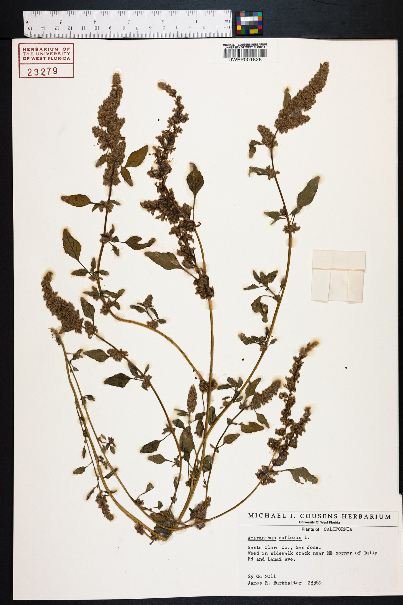 Amaranthus deflexus image