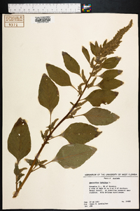 Amaranthus hybridus image