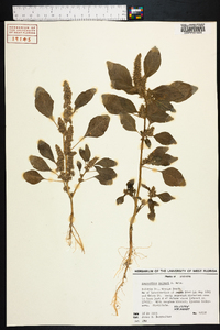 Amaranthus palmeri image