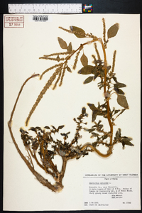 Amaranthus spinosus image