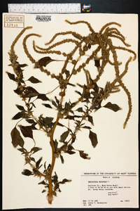 Amaranthus spinosus image