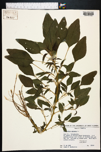 Amaranthus spinosus image