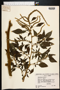 Amaranthus spinosus image