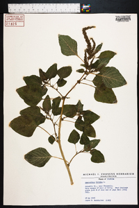 Amaranthus viridis image