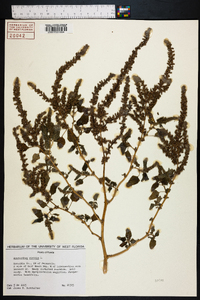 Amaranthus viridis image