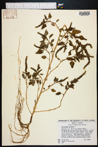 Amaranthus viridis image