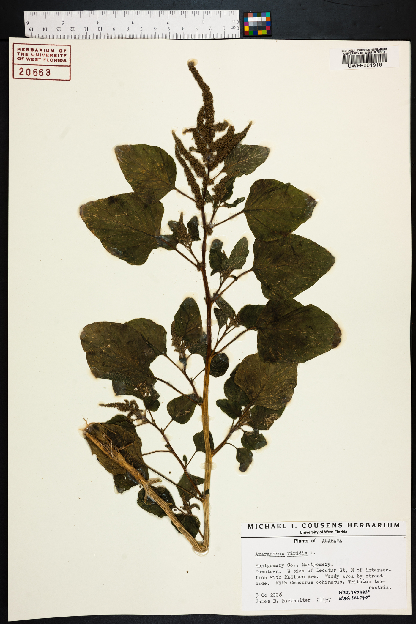 Amaranthus viridis image