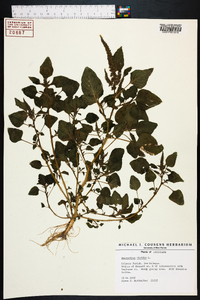 Amaranthus viridis image