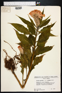Celosia argentea var. cristata image