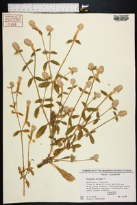 Gomphrena serrata image