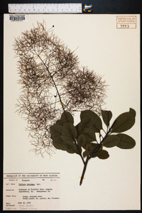 Cotinus obovatus image