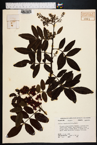 Schinus terebinthifolius image