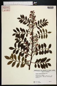 Schinus terebinthifolius image