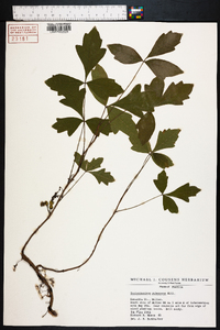 Toxicodendron pubescens image