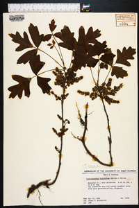 Toxicodendron pubescens image