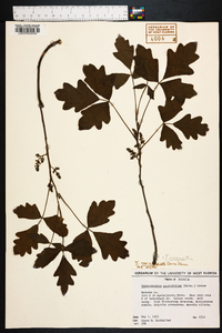 Toxicodendron pubescens image