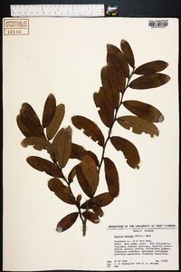 Asimina obovata image