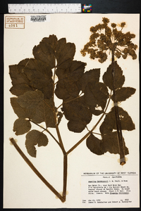 Angelica hendersonii image