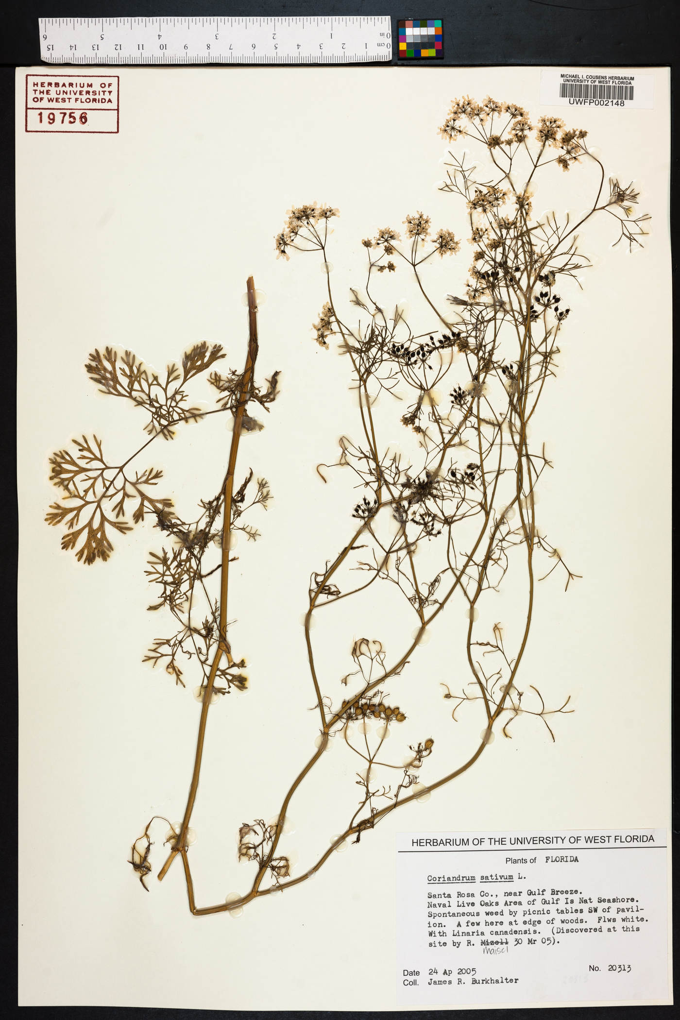 Coriandrum sativum image
