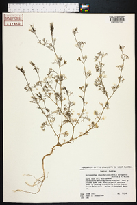 Cyclospermum leptophyllum image