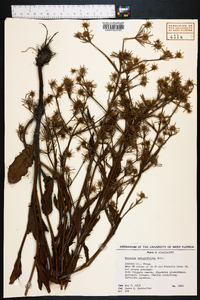 Eryngium integrifolium image