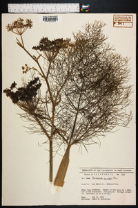 Foeniculum vulgare image