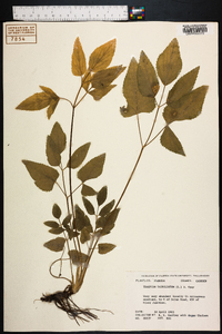 Thaspium barbinode image