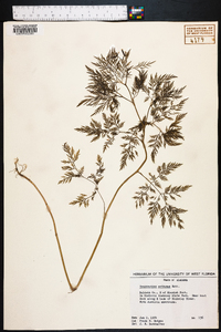 Trepocarpus aethusae image