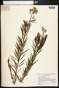 Amsonia ciliata image