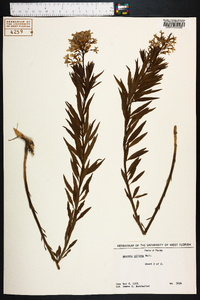 Amsonia ciliata image