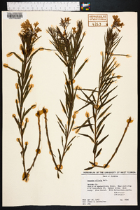 Amsonia ciliata image