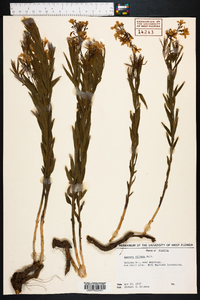 Amsonia ciliata image