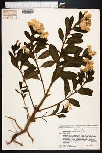 Catharanthus roseus image