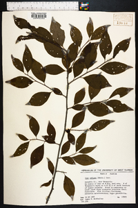 Ilex ambigua image