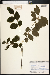 Ilex ambigua image