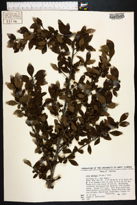 Ilex ambigua image