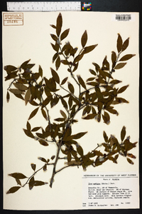 Ilex ambigua image