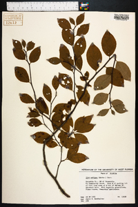 Ilex ambigua image