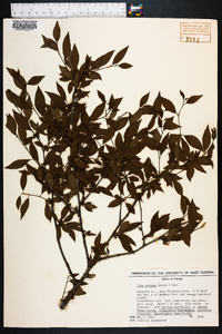 Ilex ambigua image