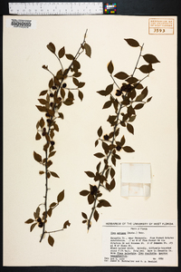 Ilex ambigua image