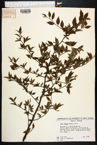 Ilex ambigua image