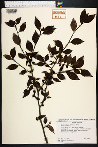 Ilex ambigua image